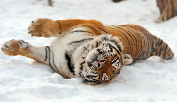 На территории Приамурья амурские тигры ведут себя прилично не то что у соседей