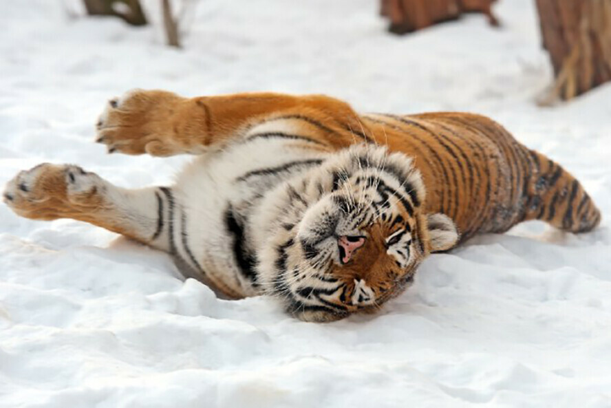 На территории Приамурья амурские тигры ведут себя прилично, не то что у соседей