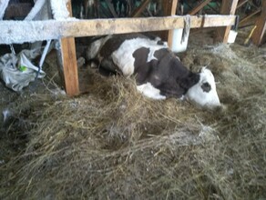 В Мазановском районе на ферме голодает скот Коровы истощены и погибают фото