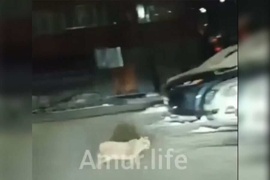 Рыси повадились в Благовещенск новая гостья видео