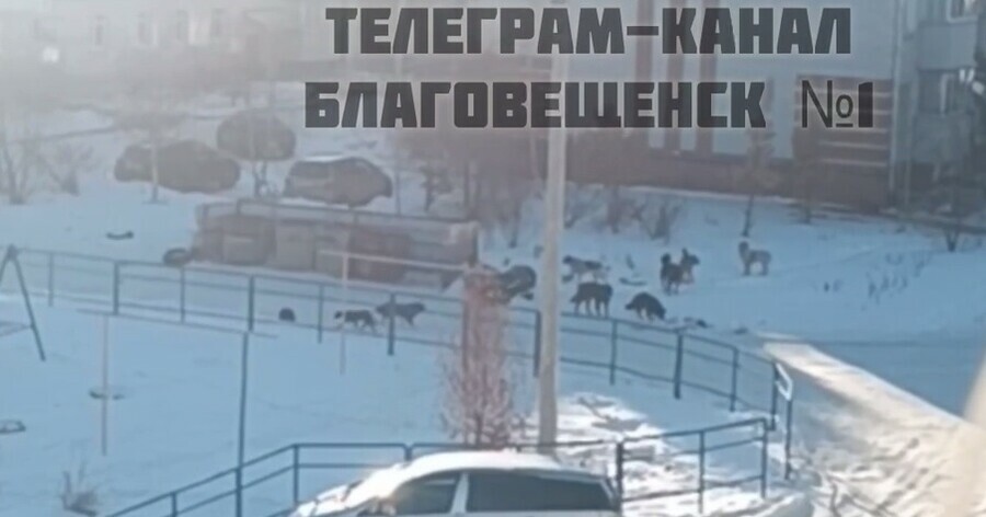 Большую стаю собак заметили в одном из районов Благовещенска видео 
