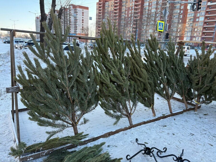 В Благовещенске начали продавать елки Какие цены