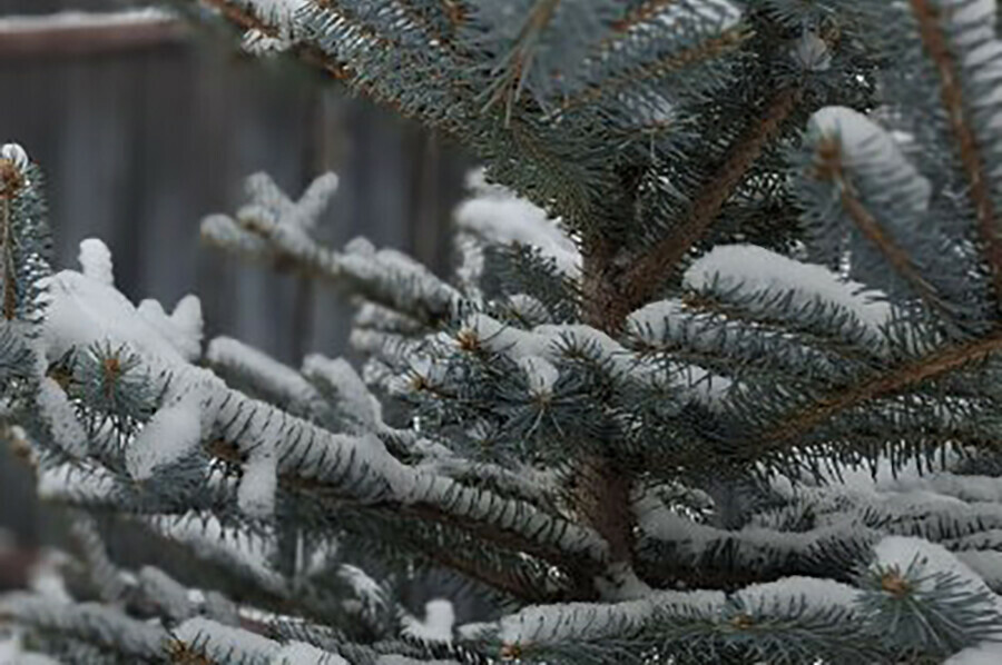 На Amurlife  адреса точек где благовещенцы могут купить новогоднюю ёлку