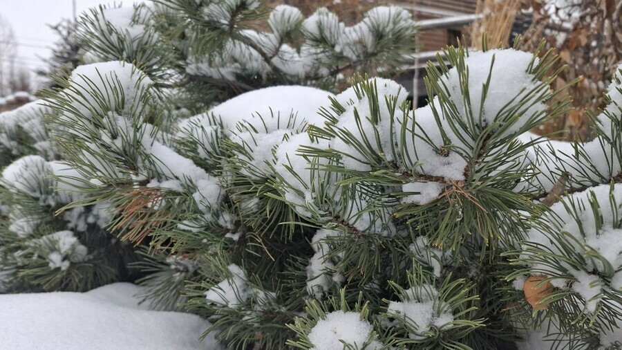 Благовещенск накроет снегом прогноз погоды в Приамурье на 19 декабря