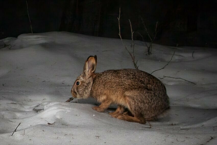 В Приамурье фотоловушка поймала редкого древнего зайца