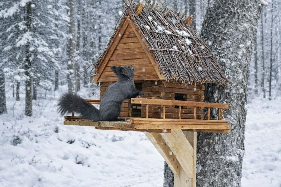 Начало недели в Благовещенске ознаменуется 30градусными морозами
