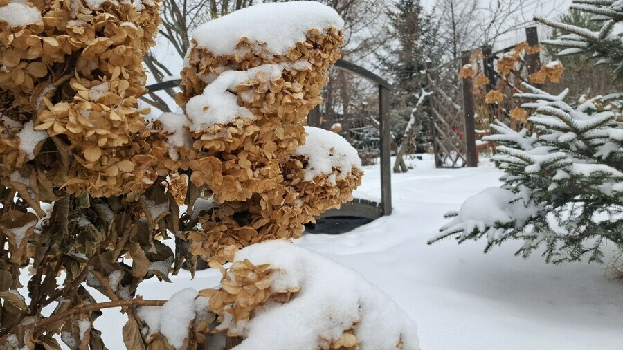 Прогноз погоды в Амурской области на 23 декабря