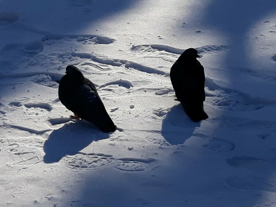 Прогноз погоды в Амурской области на 24 декабря