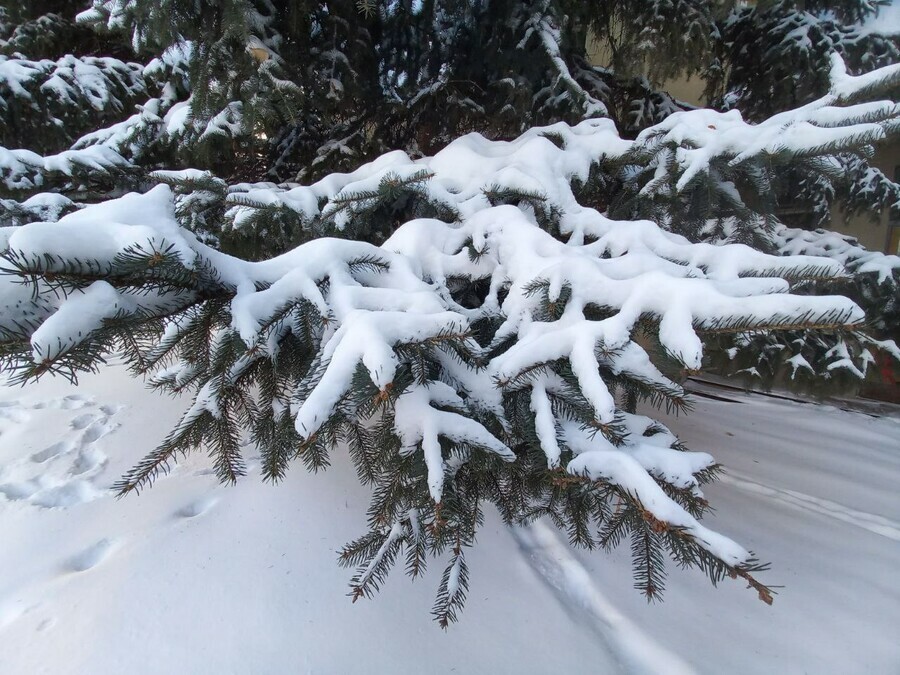 Прогноз погоды в Амурской области на 25 декабря