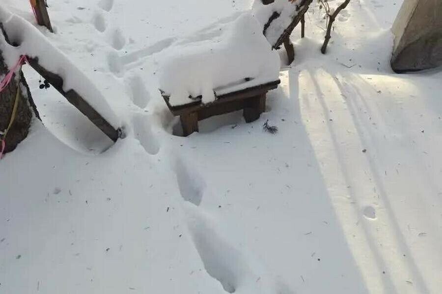 Морда большая хищная такая благовещенец очень удивился выглянув в окно фото 