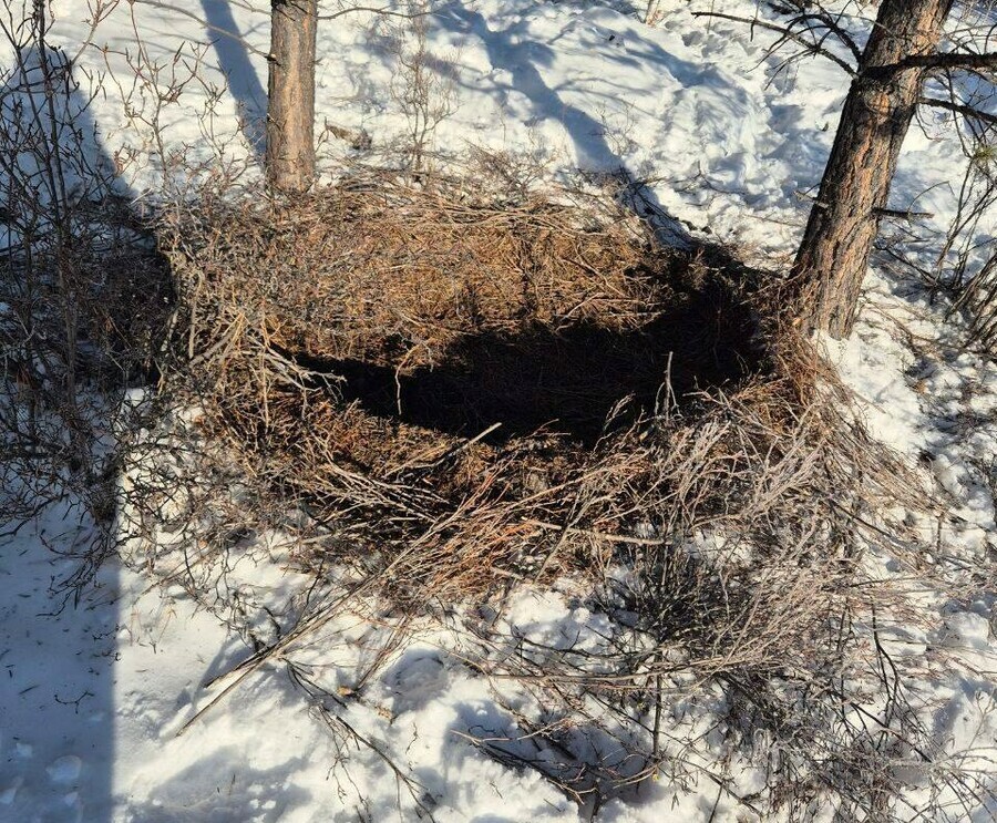 На Дальнем Востоке нашли реальный прототип сказки Три поросенка