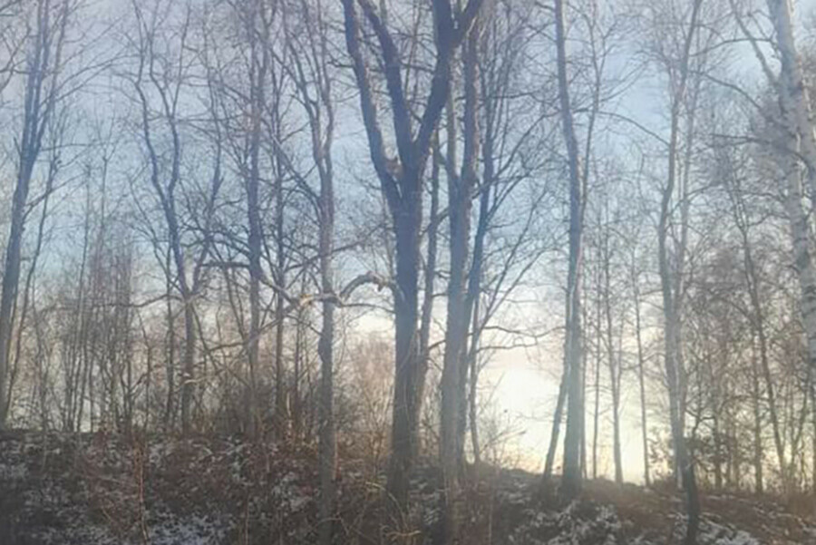 Уникальный снимок лисицы там где ее не должно быть сделали в Амурской области