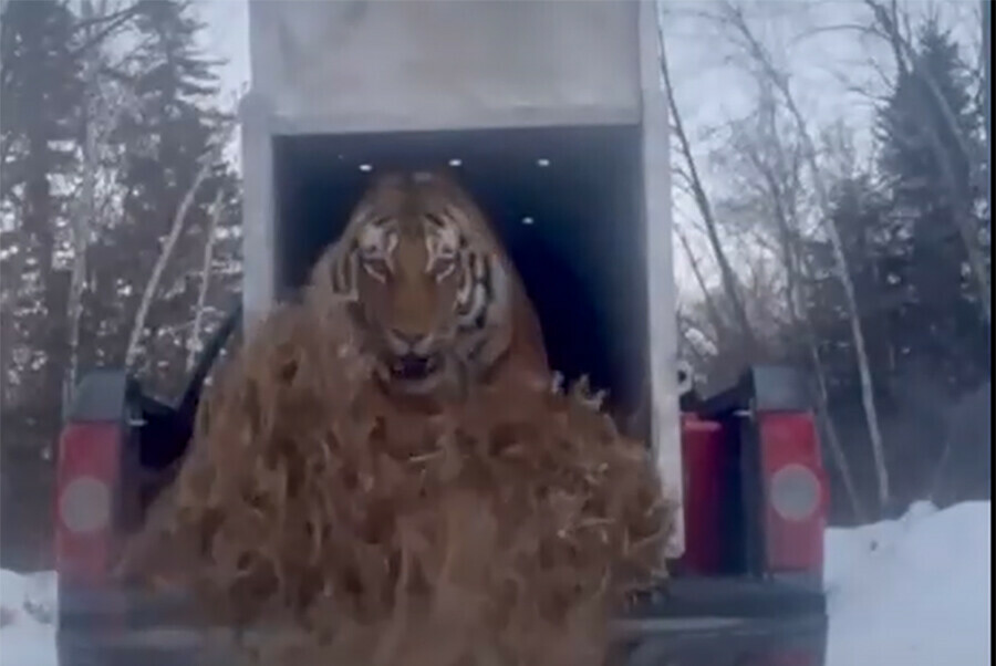 В глухую тайгу Приморья выпустили амурского тигра эпичное видео
