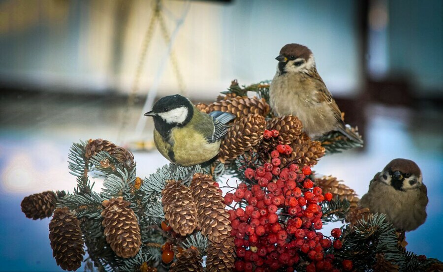 Первый день 2026 года готовит Приамурью настоящую пушкинскую погоду