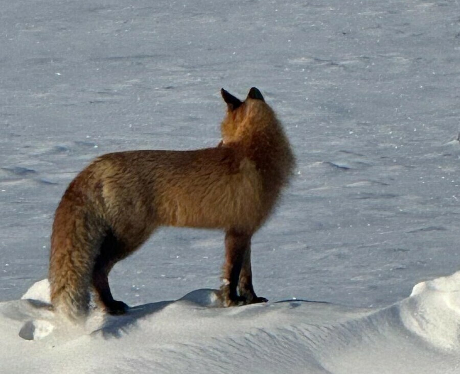 Лиса позировала амурчанам в заснеженных полях