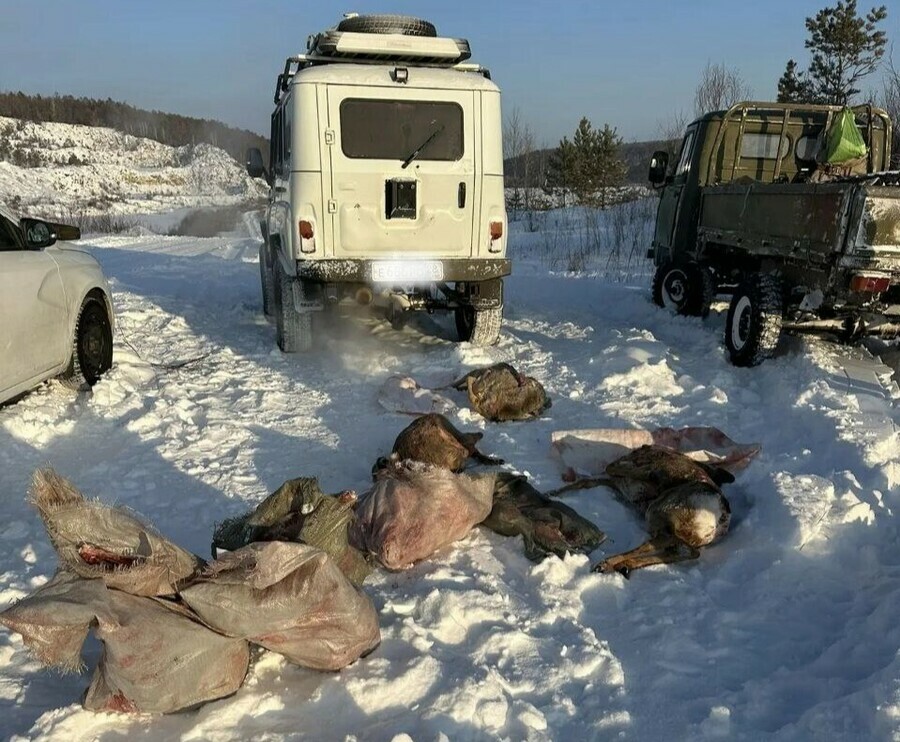В Амурской области поймали отца и сына незаконно убивших несколько косуль 