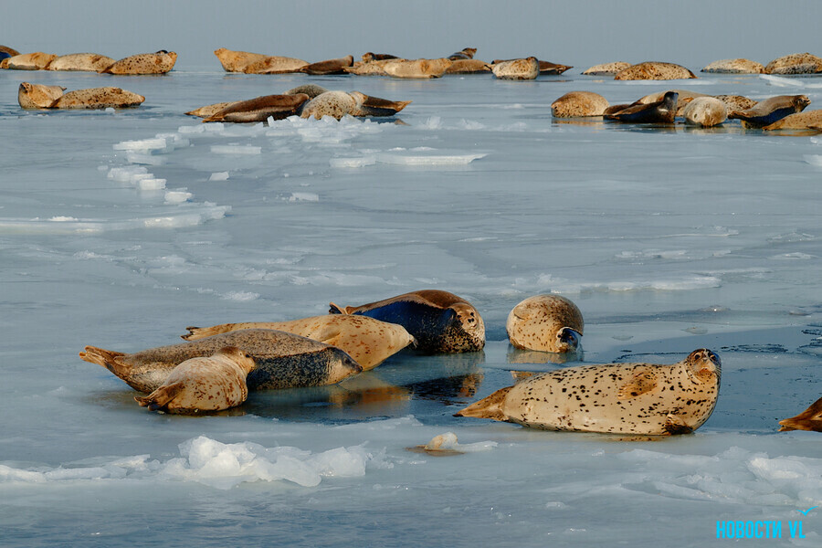 Сотни отдыхающих на льду тюленей во Владивостоке радуют местных жителей