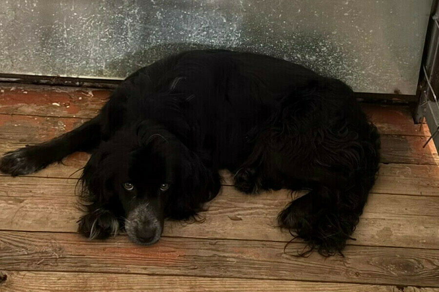 В Амурской области станет больше организаций способных проводить отлов животных