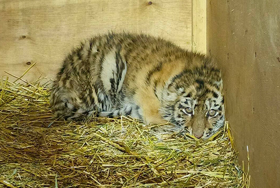 Один мертв другого спасают на реке нашли двух маленьких истощенных тигрят фото видео