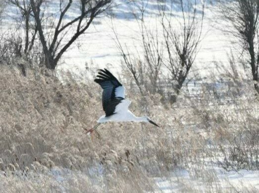 Дальневосточный аист не улетел на зимовку в Китай и остался в Амурской области