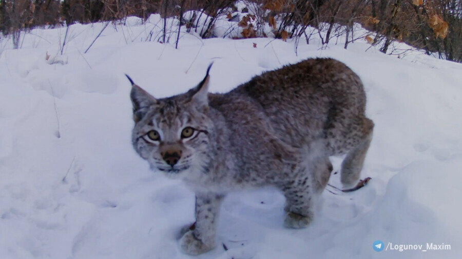 В Амурской области рысь красовалась перед фотоловушкой видео