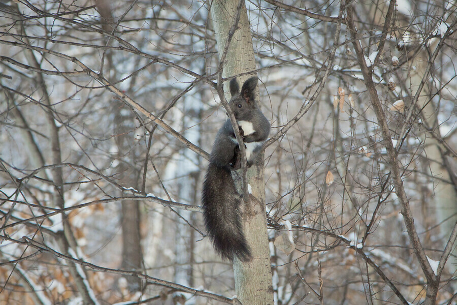 Морозы до 42 градусов и снег погода на 9 января в Амурской области