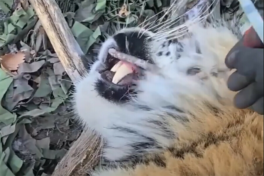 Лошадь стала жертвой амурского тигра видео