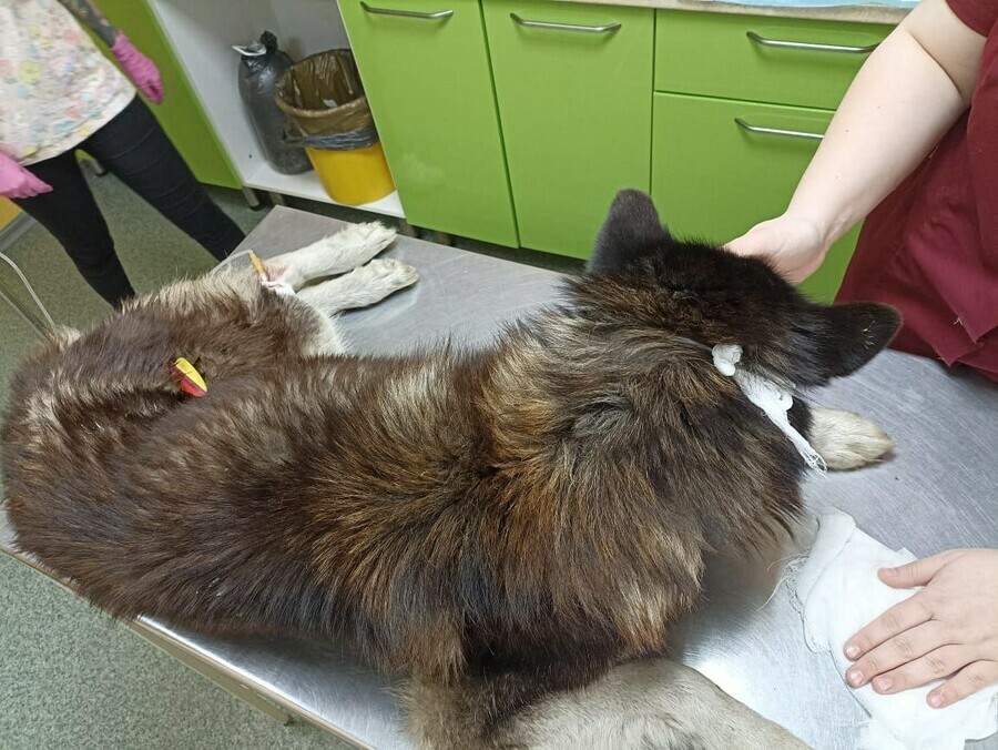 Жестокое обращение с животными в Благовещенске возбудили уголовное дело после стрельбы из арбалета по собакам