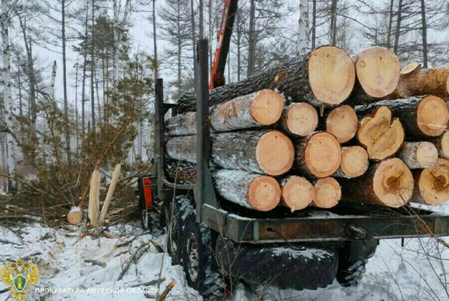 Космический мониторинг выявил 82 незаконные рубки деревьев в Амурской области