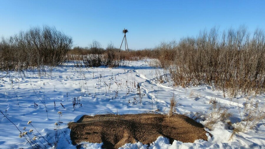 В Амурской области косулям помогают преодолеть серьезное испытание