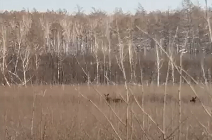 В Приамурье сняли на видео лосиху с лосенком 