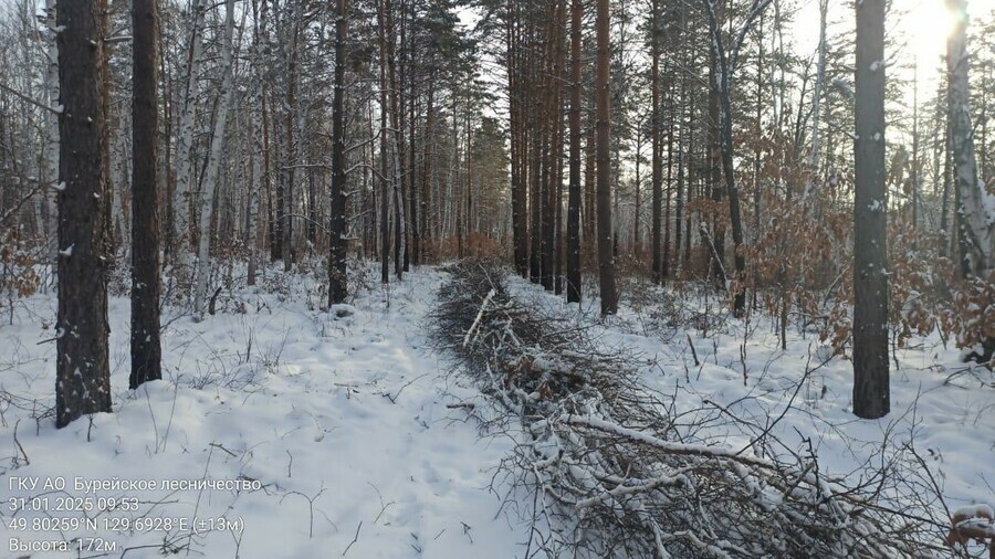 В лесах России проложат дороги и установят дорожные знаки