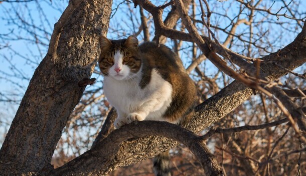 Прогноз погоды в Амурской области на 14 января