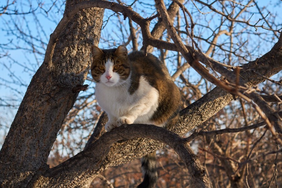 Прогноз погоды в Амурской области на 14 января