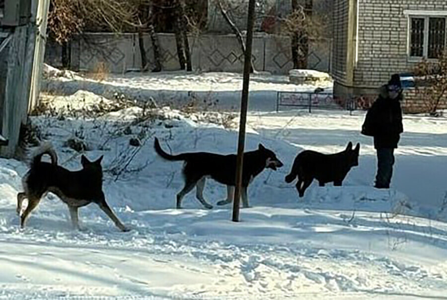 На улицах Белогорска отловили 222 собаки а выпустили обратно 190