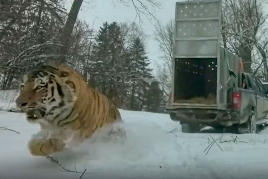 Свирепый тигр задравший лошадь отпущен на волю видео