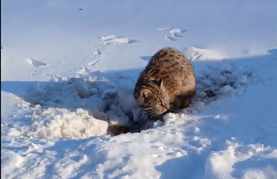 Редкий краснокнижный гость заглянул из леса в амурское село видео
