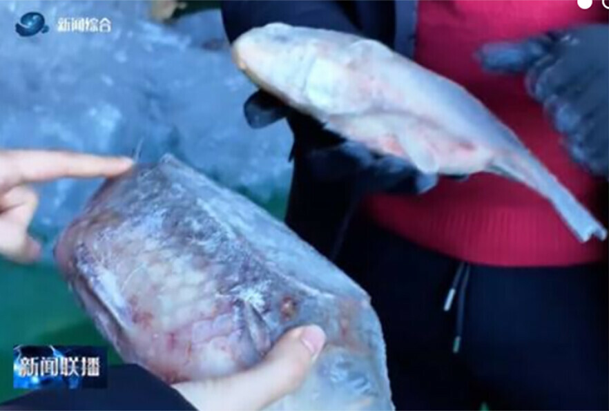 Первую партию любимой китайцами рыбы ввезли из Амурской области в уезд Сюнькэ