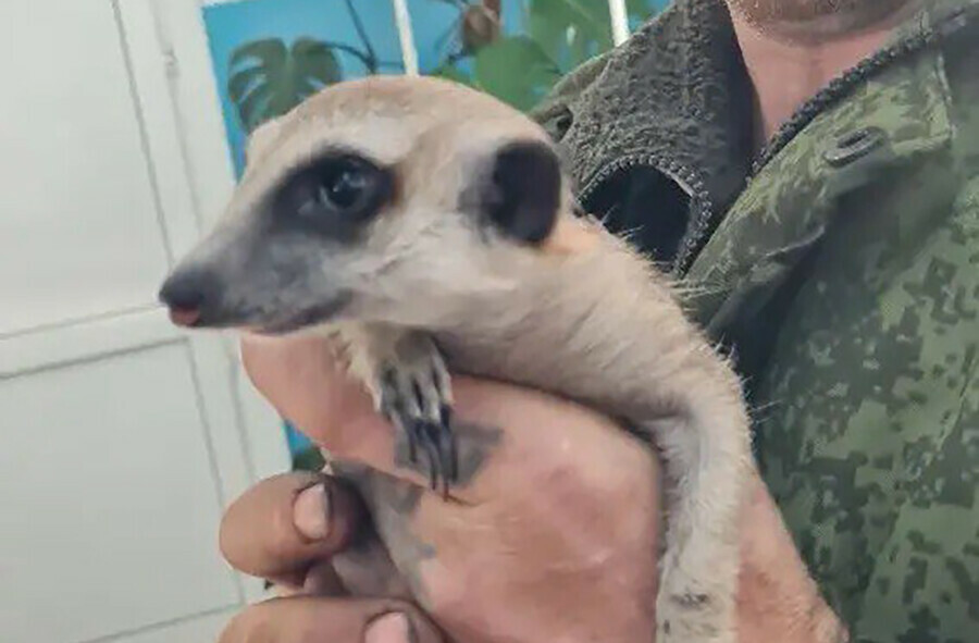 Тимона Бони и Клайда привили от бешенства в Амурской области фото