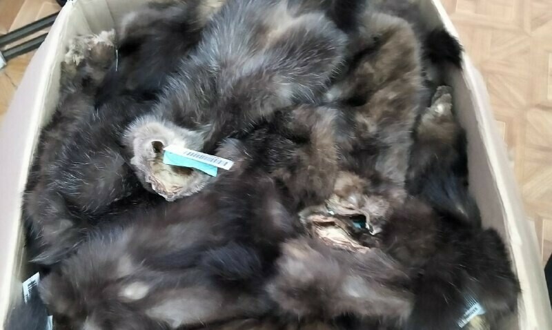 Из Приамурья вывезли более 6 тысяч шкурок соболя