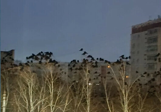 Вид из окна как в фильме ужасов жители микрорайона Благовещенска жалуются на засилье ворон