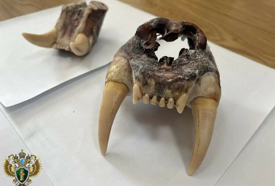 За контрабанду челюстей и коленных чашечек амурского тигра судят иностранца видео