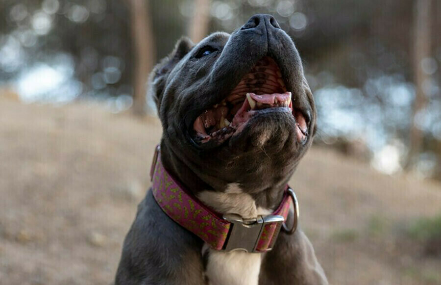 Бойцовую собаку хозяин отпускает на самовыгул в поселке Февральск