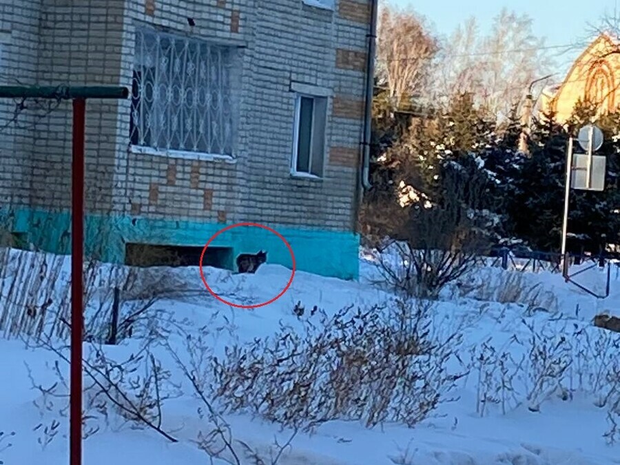 В Райчихинске из подвала дома вылезла рысь Что с дикими кошками которые гуляли по Благовещенску