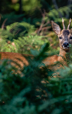 В Госдуме хотят отдавать под строительство особо охраняемые природные территории
