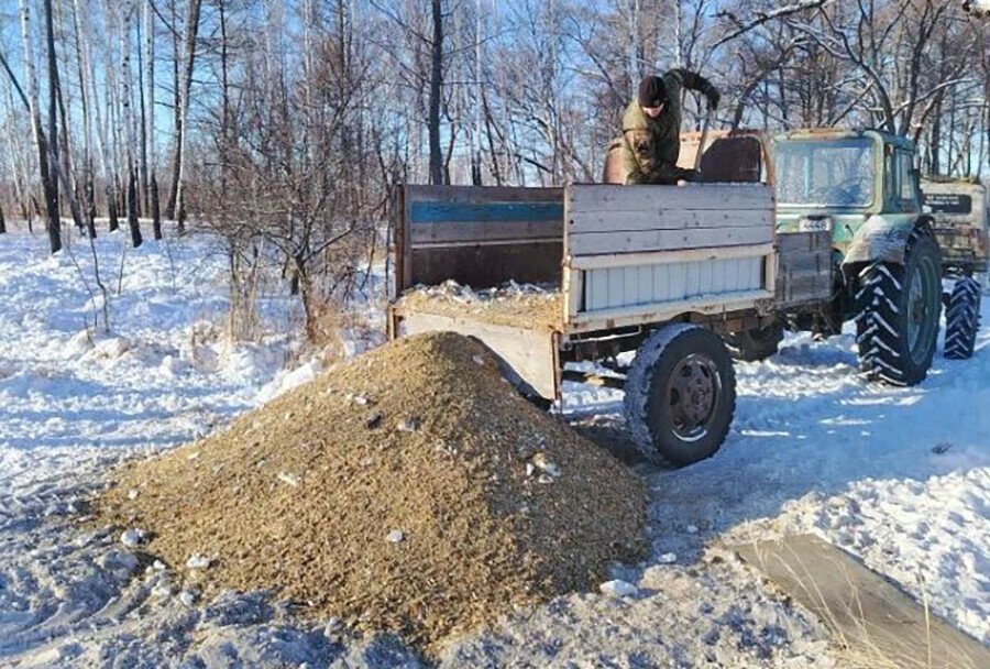 Чем охотоведы зимой кормят обитателей лесов в Амурской области 