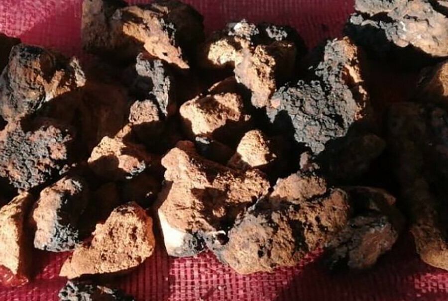 Из Амурской области в Китай вывезли больше 40 тонн целебных грибов