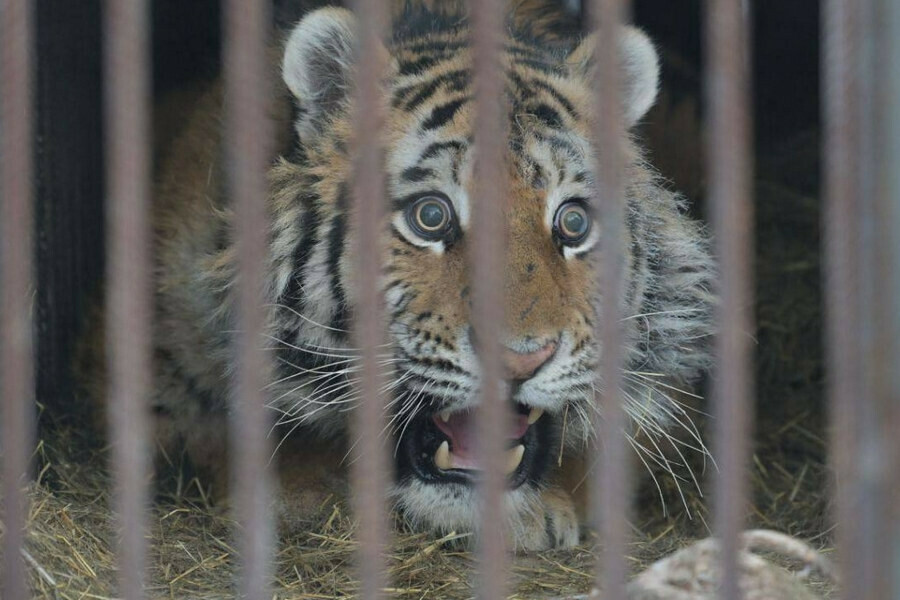 На Дальнем Востоке призвали активнее ловить тигров 