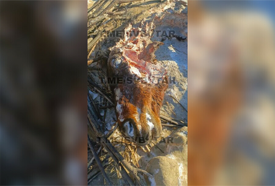 Амурчане боятся свалка из туш костей и голов животных обнаружена в Свободном фото