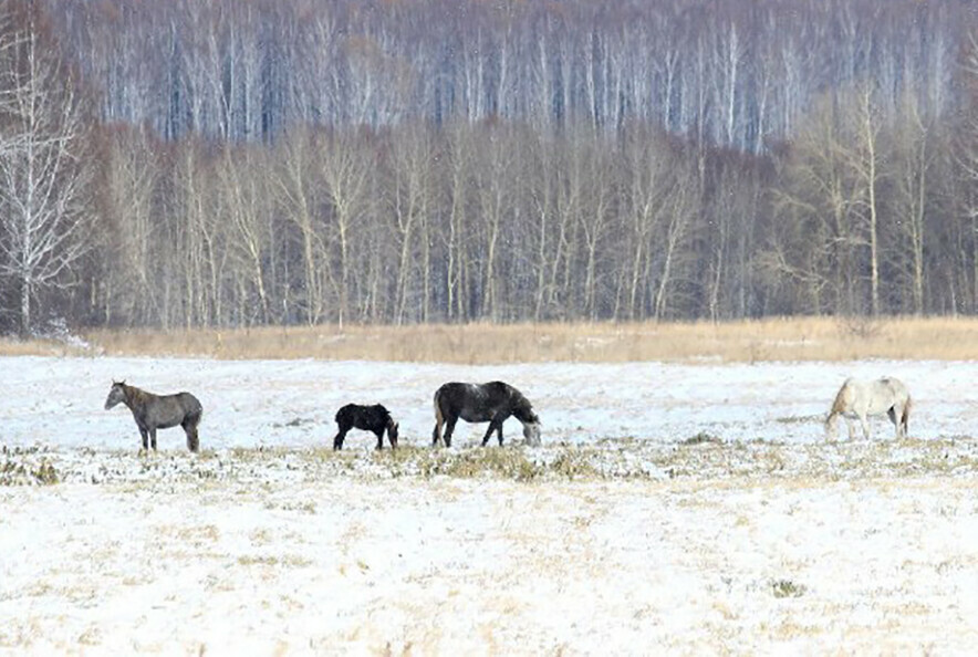 Глава Благовещенского округа рассказал о несчастных лошадях пасущихся около моста через Зею